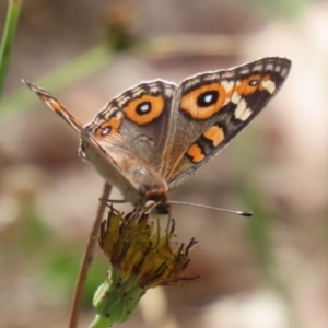 Junonia villida at Denman Prospect 2 Estate Deferred Area (Block 12) - 12 Feb 2024 11:33 AM