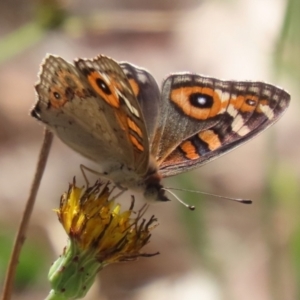 Junonia villida at Denman Prospect 2 Estate Deferred Area (Block 12) - 12 Feb 2024 11:33 AM