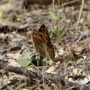 Junonia villida at Denman Prospect 2 Estate Deferred Area (Block 12) - 12 Feb 2024 11:33 AM