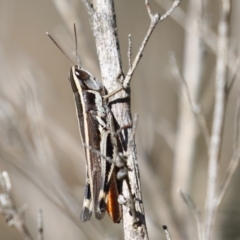 Macrotona australis (Common Macrotona Grasshopper) at Denman Prospect, ACT - 12 Feb 2024 by RodDeb