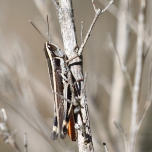 Macrotona australis at Bluetts Block (402, 403, 12, 11) - 12 Feb 2024 11:13 AM