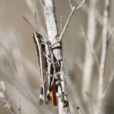 Macrotona australis (Common Macrotona Grasshopper) at Block 402 - 12 Feb 2024 by RodDeb