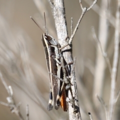 Macrotona australis at Bluetts Block (402, 403, 12, 11) - 12 Feb 2024 11:13 AM