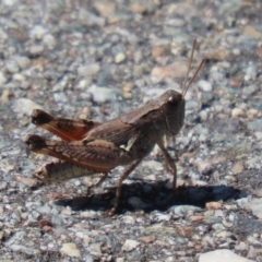 Phaulacridium vittatum (Wingless Grasshopper) at Denman Prospect, ACT - 12 Feb 2024 by RodDeb