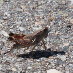 Phaulacridium vittatum at Bluetts Block (402, 403, 12, 11) - 12 Feb 2024 11:25 AM