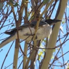 Philemon corniculatus (Noisy Friarbird) at Block 402 - 12 Feb 2024 by RodDeb