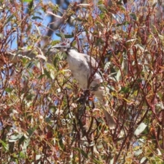 Philemon corniculatus at Bluetts Block (402, 403, 12, 11) - 12 Feb 2024 11:05 AM