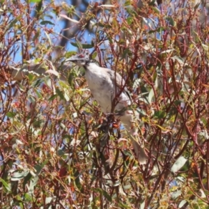 Philemon corniculatus at Bluetts Block (402, 403, 12, 11) - 12 Feb 2024 11:05 AM