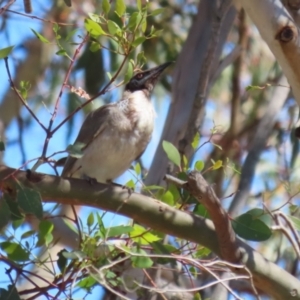 Philemon corniculatus at Block 402 - 12 Feb 2024