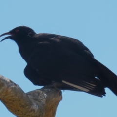 Corcorax melanorhamphos (White-winged Chough) at Denman Prospect, ACT - 12 Feb 2024 by RodDeb