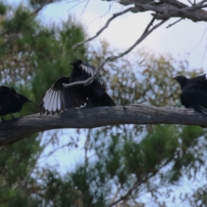 Corcorax melanorhamphos at Block 402 - 12 Feb 2024