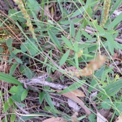 Plantago varia (Native Plaintain) at Watson, ACT - 11 Feb 2024 by abread111