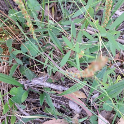 Plantago varia (Native Plaintain) at Watson, ACT - 12 Feb 2024 by abread111