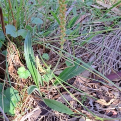 Plantago varia at Mount Majura - 12 Feb 2024