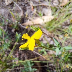 Hypericum gramineum (Small St Johns Wort) at Mount Majura - 12 Feb 2024 by abread111