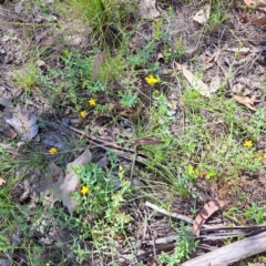 Hypericum gramineum at Mount Majura - 12 Feb 2024