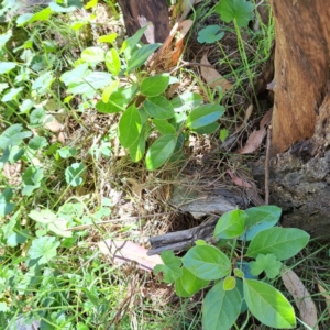 Viburnum tinus at Mount Majura - 12 Feb 2024 10:42 AM