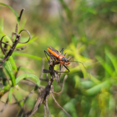 Gminatus australis (Orange assassin bug) at Captains Flat, NSW - 12 Feb 2024 by Csteele4