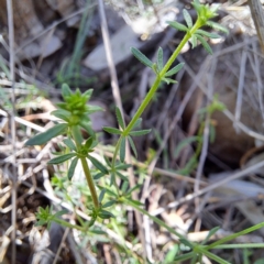 Asperula conferta (Common Woodruff) at Mount Majura - 12 Feb 2024 by abread111