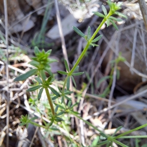 Asperula conferta at Mount Majura - 12 Feb 2024