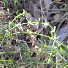 Asperula conferta at Mount Majura - 12 Feb 2024