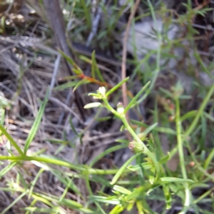 Haloragis heterophylla at Mount Majura - 12 Feb 2024