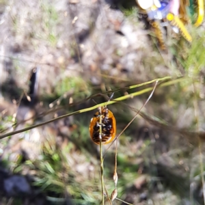 Paropsisterna cloelia at Mount Majura - 12 Feb 2024