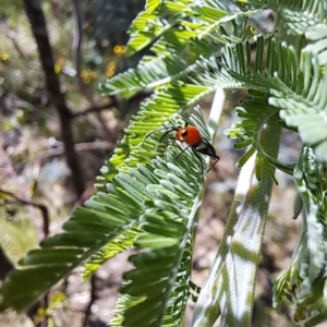 Miridae (family) at Mount Majura - 12 Feb 2024