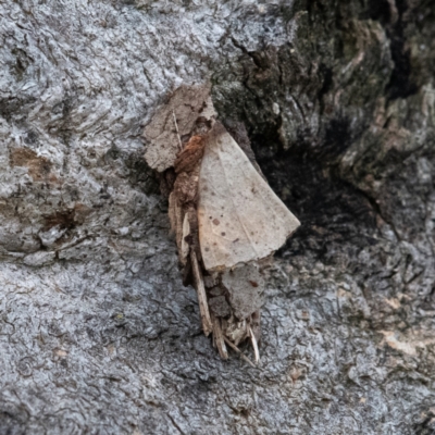 Hyalarcta huebneri (Leafy Case Moth) at Higgins, ACT - 6 Feb 2024 by Untidy