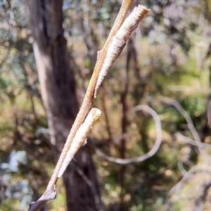 Chaetophyes compacta at Mount Majura - 12 Feb 2024