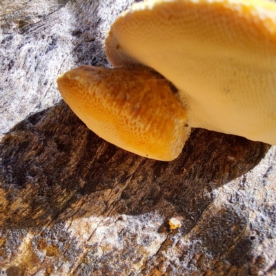 Postia pelliculosa at Mount Majura - 11 Feb 2024 by abread111