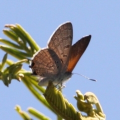 Acrodipsas aurata (Golden Ant-blue) at Mount Ainslie - 11 Feb 2024 by DavidForrester