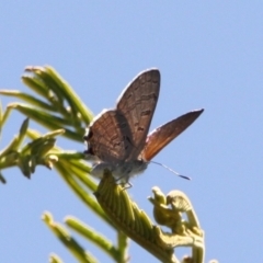 Acrodipsas aurata at Mount Ainslie - suppressed