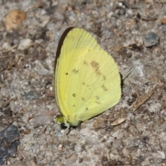Eurema smilax (Small Grass-yellow) at Hackett, ACT - 3 Feb 2024 by DavidForrester