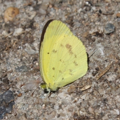 Eurema smilax (Small Grass-yellow) at Hackett, ACT - 3 Feb 2024 by DavidForrester