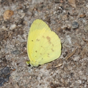 Eurema smilax at Hackett, ACT - 3 Feb 2024 12:27 PM