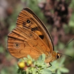 Heteronympha penelope (Shouldered Brown) at Mount Ainslie - 11 Feb 2024 by DavidForrester