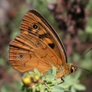 Heteronympha penelope at Mount Ainslie - 11 Feb 2024