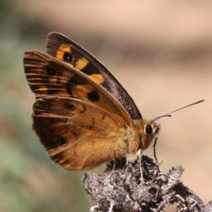 Heteronympha penelope at Mount Ainslie - 11 Feb 2024 01:23 PM