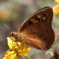 Heteronympha penelope at Mount Ainslie - 11 Feb 2024 01:23 PM