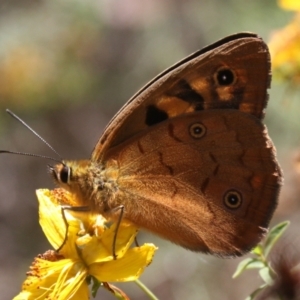 Heteronympha penelope at Mount Ainslie - 11 Feb 2024 01:23 PM