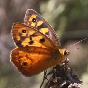 Heteronympha penelope at Mount Ainslie - 11 Feb 2024 01:23 PM