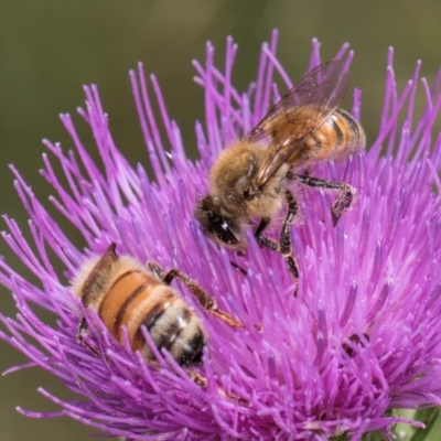 Apis mellifera (European honey bee) at Dunlop Grasslands - 12 Feb 2024 by kasiaaus