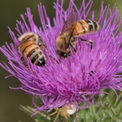 Apis mellifera at Fraser, ACT - 12 Feb 2024