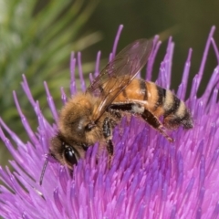 Apis mellifera at Fraser, ACT - 12 Feb 2024 11:43 AM