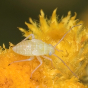 Miridae (family) at Fraser, ACT - 12 Feb 2024 11:19 AM