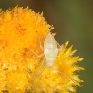 Miridae (family) at Fraser, ACT - 12 Feb 2024 11:19 AM