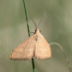 Scopula rubraria (Reddish Wave, Plantain Moth) at Higgins Woodland - 11 Feb 2024 by Untidy