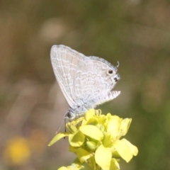 Theclinesthes miskini (Wattle Blue) at Mount Ainslie - 3 Feb 2024 by DavidForrester