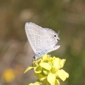Theclinesthes miskini at Mount Ainslie - 3 Feb 2024 01:19 PM